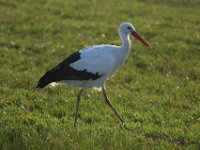 06-12-2014 Storch bei Koerzin-04